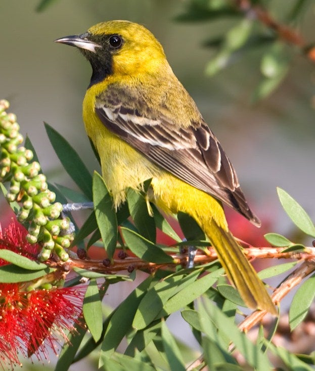Orchard Oriole Outdoor Alabama